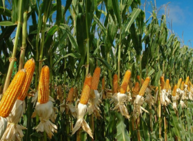 Урожай кукурузы в США