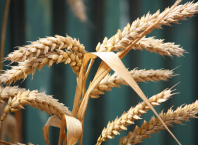 Урожай пшеницы в Канаде